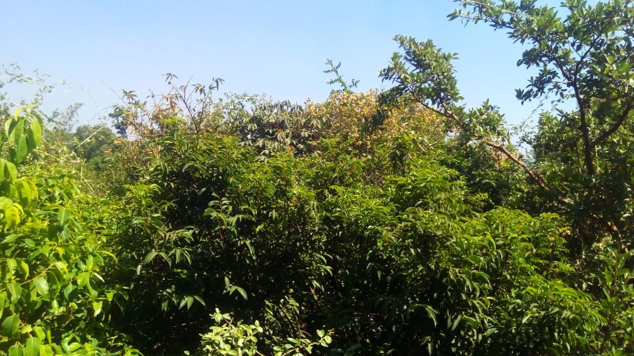 Hotel Tree Top Mahābaleshwar Extérieur photo